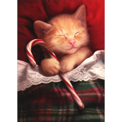 Sleeping Kitten Holding Candy Cane Box of 10 Cat Christmas Cards