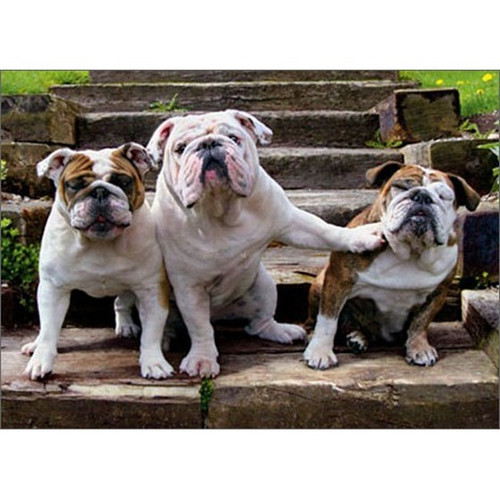 Bulldog Pushing Bulldog Funny / Humorous Dog Birthday Card from Group