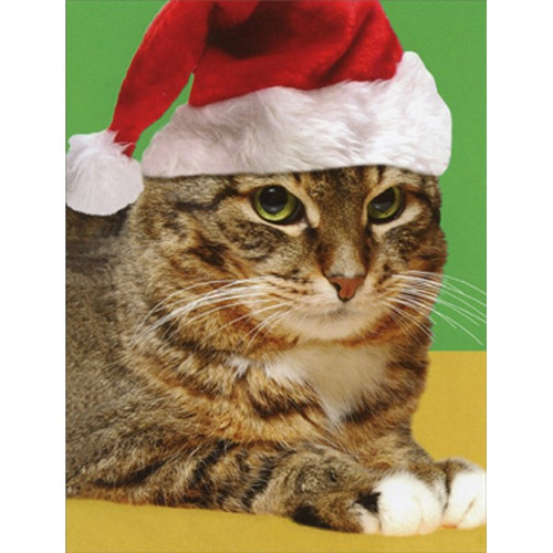 Cat in Santa Hat Package of 8 Funny Christmas Notecards