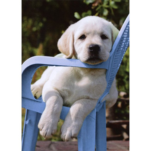 Lab in Blue Chair Thinking of You Birthday Card