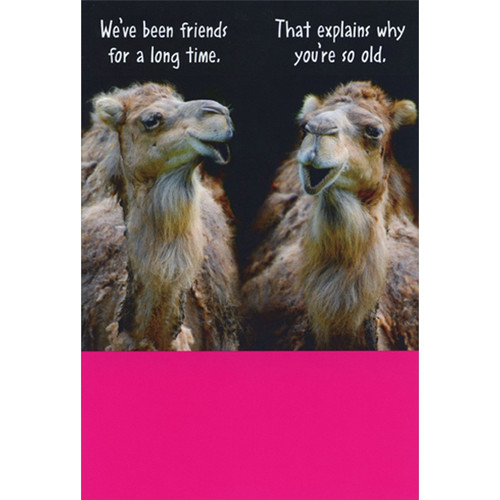 Two Camels Talking : Friends For a Long Time Humorous / Funny Birthday Card: We've been friends for a long time.  That explains why you're so old.