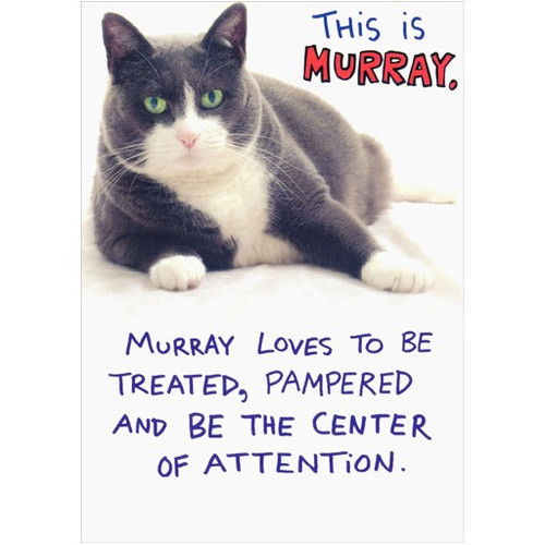 Murray Funny / Humorous Cat Birthday Card: This is Murray.  Murray loves to be treated, pampered and being the center of attention.