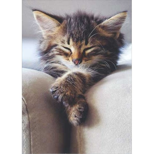 Sleeping Kitten With Folded Paws Deluxe Matte Cat Blank Note Card