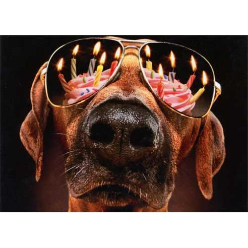 Dog Birthday Candles & Sunglasses Funny / Humorous Birthday Card