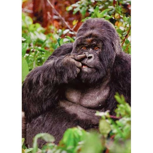 Gorilla Picking Nose Funny / Humorous Birthday Card