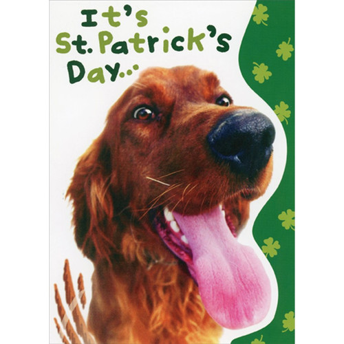 Irish Setter Closeup Photo : Tongue Sticking Out Funny : Humorous Dog St. Patrick's Day Card: It's St. Patrick's Day…