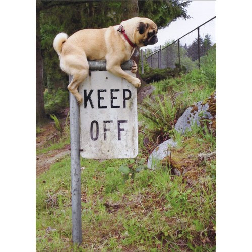 Pug Keep Off Sign Funny Dog Birthday Card