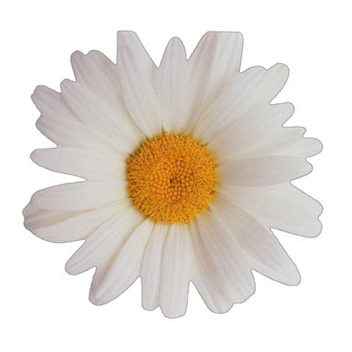 Oxeye Daisy Die Cut Gift Card Holder Note Card