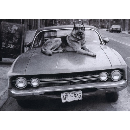 Dog On Hood Of Car Funny German Shepherd Birthday Card