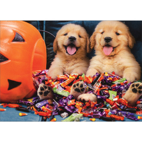 Golden Puppies in Candy Pile Cute Dog Funny / Humorous Halloween Card