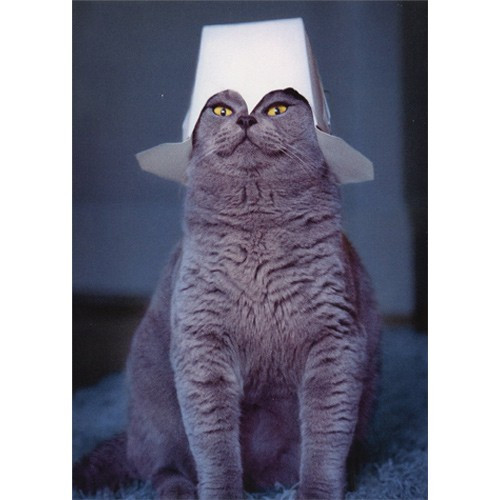 Cat With Take Out Container On Head Funny Father's Day Card