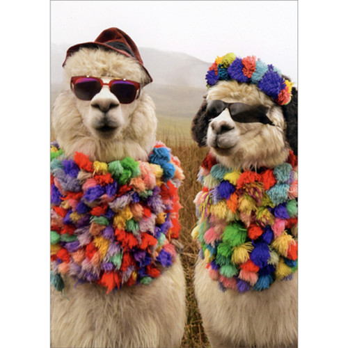 Alpaca Couple with Sunglasses and Scarves Funny / Humorous Anniversary Card