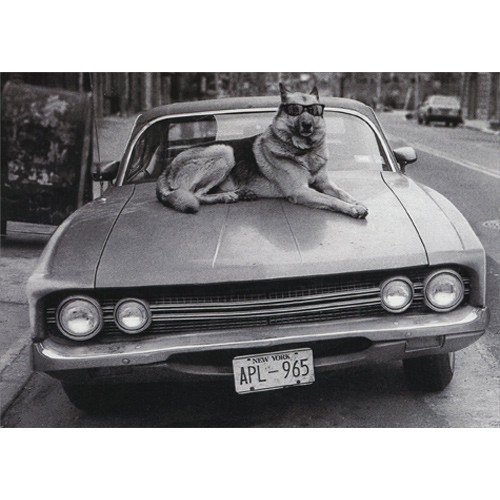 Dog On Hood Of Car Funny Father's Day Card