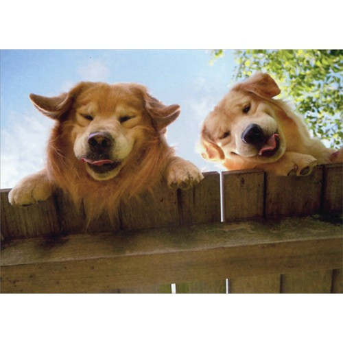 Goldens Over Fence Funny Get Well Card