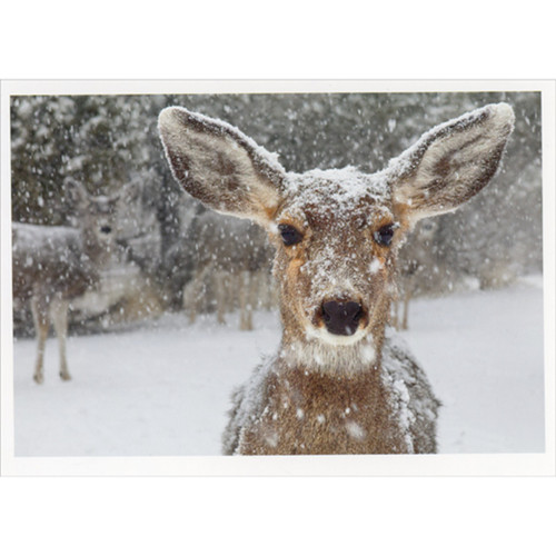 Deer in Falling Snow Closeup Photo Box of 10 Christmas Cards