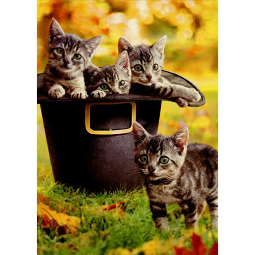 Kittens In Pilgrim Hat Cat Thanksgiving Card