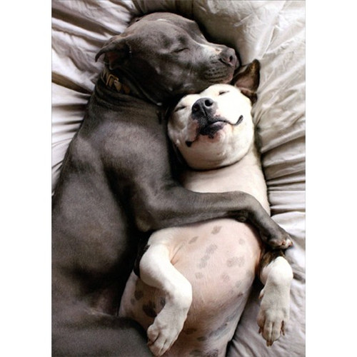 Two Dogs Snuggling Cute Valentine's Day Card