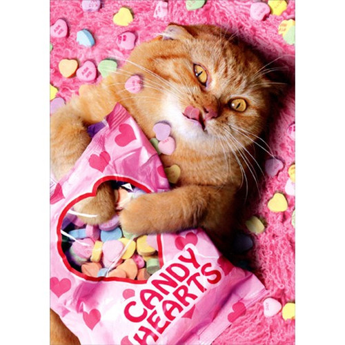 Sweetheart Cat Funny Valentine's Day Card