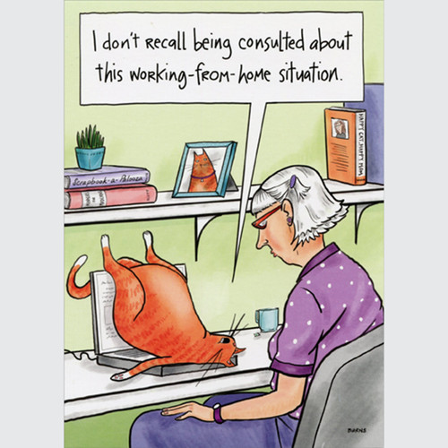 Cat on Laptop: Consulted About Working from Home Funny / Humorous Birthday Card: I don't recall being consulted about this working-from-home situation.