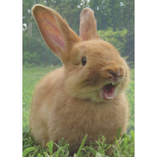 Light Brown Shocked Rabbit with Open Mouth Photograph Funny / Humorous Easter Card