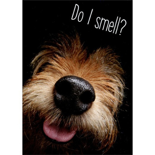 Dog Nose Funny Birthday Card: Do I smell?