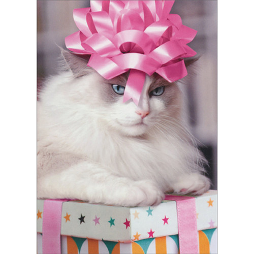 Cat Wearing Pink Bow on Head and Sitting on Present Funny / Humorous Feminine Birthday Card for Her : Women