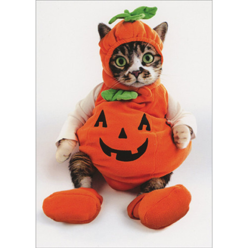 Wide Eyed Kitten Wearing Pumpkin Costume Humorous / Funny Halloween Card
