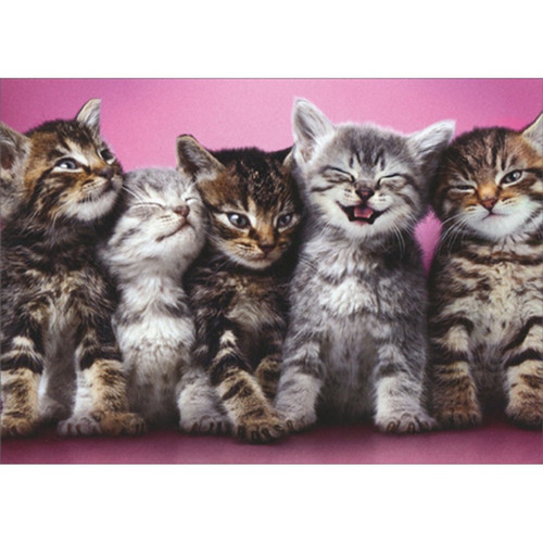Line Up Of Five Kittens on Pink Cute Cat Blank Note Card