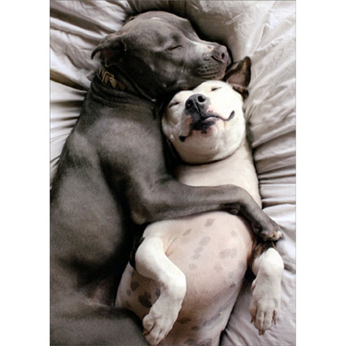 Two Dogs Snuggling Cute Romantic Card