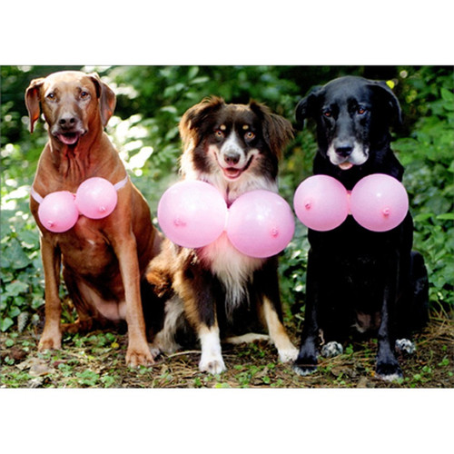 Three Dogs Wearing Pink Balloons Feminine Funny : Humorous Birthday Card for Woman / Her