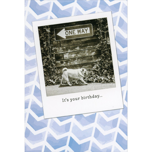 Pug Walking Wrong Way in Instant Camera Photo Frame Funny Birthday Card: It's your birthday…