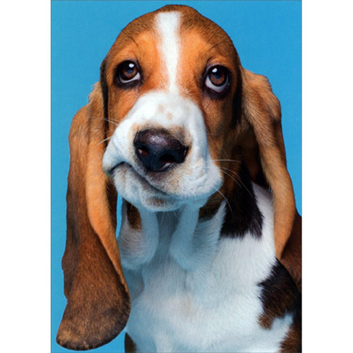 Frowning Beagle Funny Dog Get Well Card