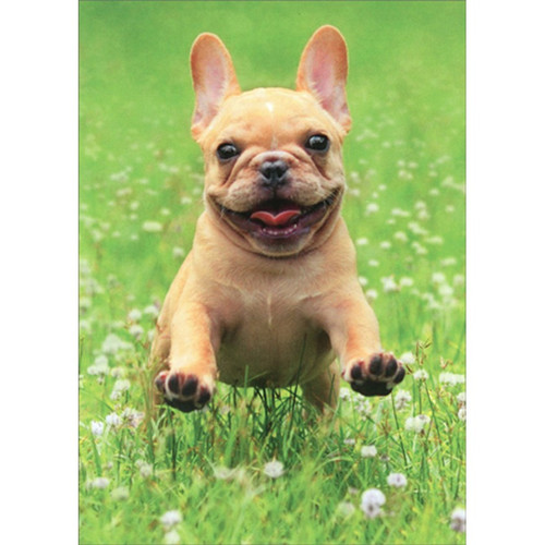 Frenchie Jumping in Grass Cute Dog Valentine's Day Card