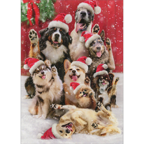 Group of Dogs with Raised Paws Posing in the Snow Funny / Humorous Pack of 10 Christmas Cards