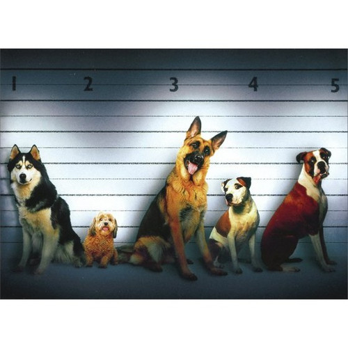 Dog Line Up Funny / Humorous German Shepherd, Boxer, & Husky Birthday Card