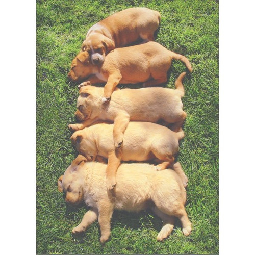 Dogs In A Row Funny / Humorous Birthday Card