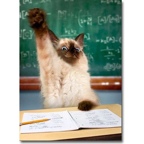 Cat Raising Hand Funny / Humorous Graduation Congratulations Card