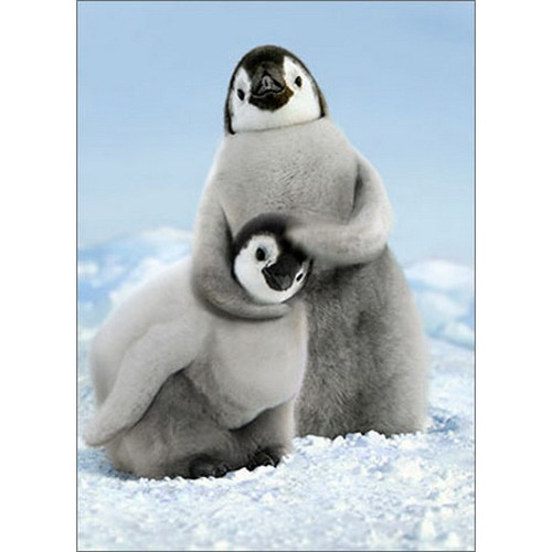 Penguin Noogie Funny / Humorous Birthday Card