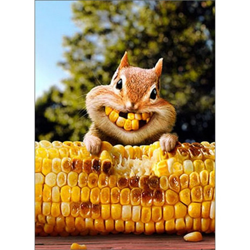 Chipmunk Corn Teeth Funny / Humorous Friendship Card