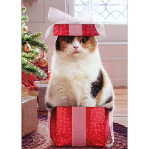 Cat In Small Box Funny / Humorous Christmas Card