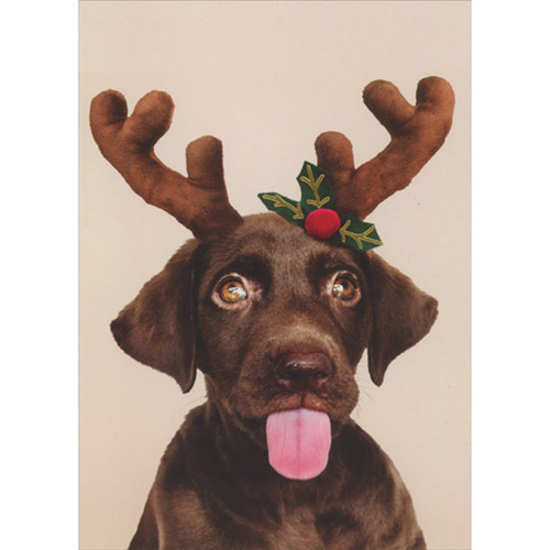 Brown Dog Wearing Antlers and Holly While Sticking Out Tongue Box of 12 Funny Christmas Cards