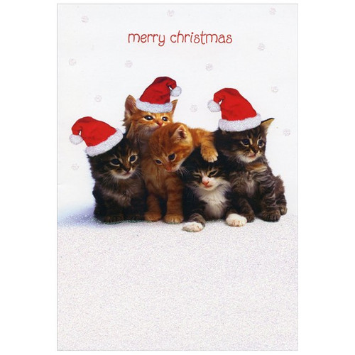 Bunch of Kittens Box of 18 Cat Christmas Cards: merry christmas