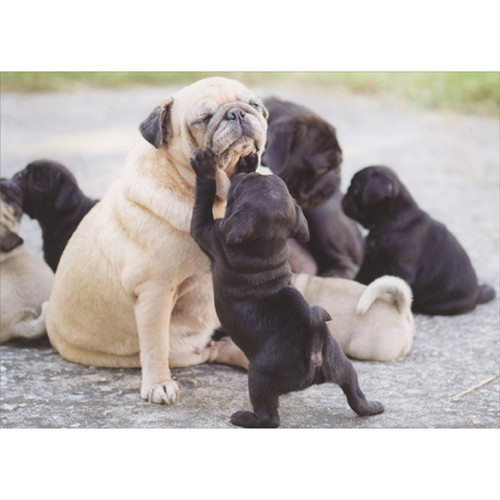 Black Pug Puppy Touching Face of Mom Pug Cute Photo Mother's Day Card
