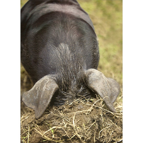 Pig Hides Head Under Dirt Funny / Humorous Birthday Card