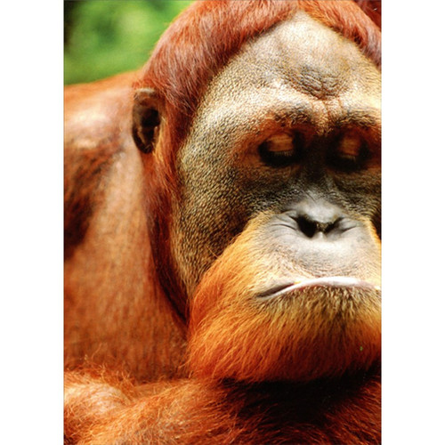 Orangutan with Sad Face Funny / Humorous Belated Birthday Card