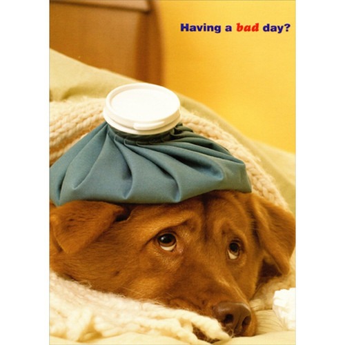 Dog with Bag of Ice on Head Get Well Card: Having a bad day?