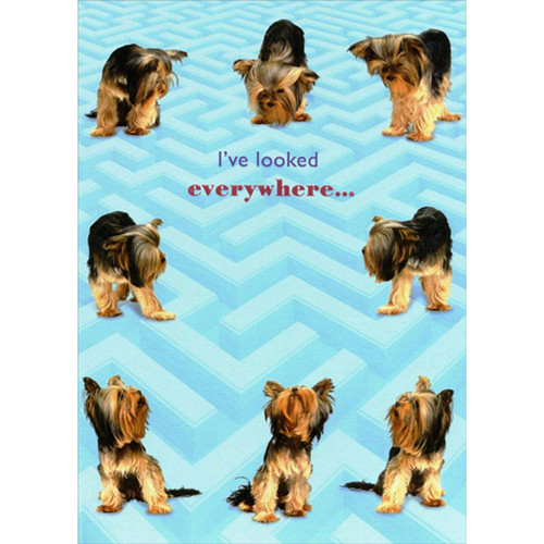 Yorkshire Terrier Searching on Blue Maze Cute Miss You Card: I've looked everywhere...