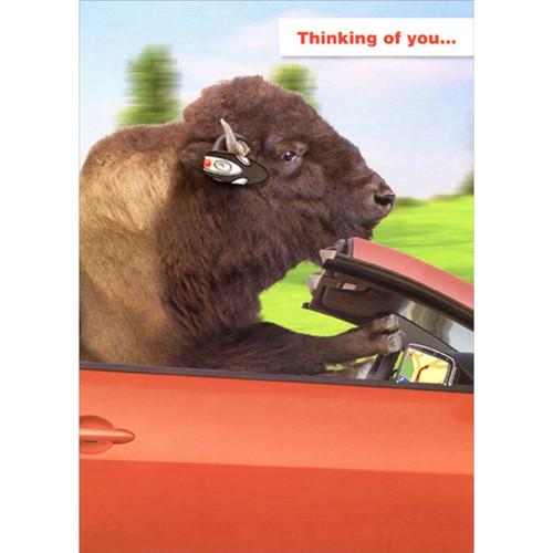 Buffalo Wearing Ear Piece While Driving Thinking of You Card: Thinking of you...