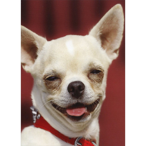 Dog with Devious Smile Funny / Humorous Birthday Card