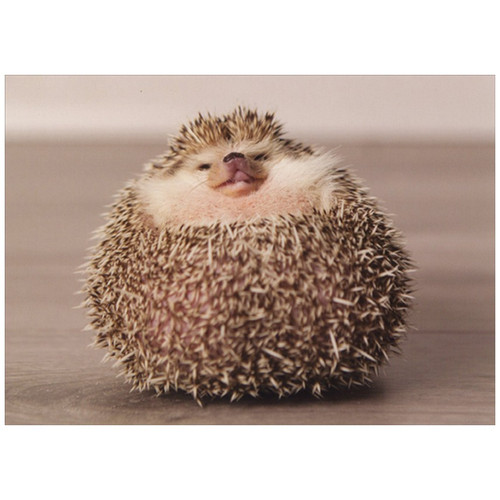 Puffy Hedgehog Funny / Humorous Birthday Card